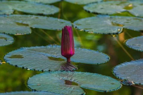 Beautiful Lotus Stock Photos
