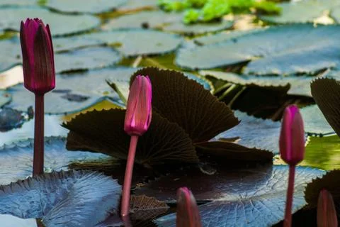 Beautiful Lotus Stock Photos