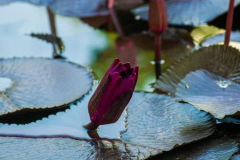 Beautiful Lotus Stock Photos