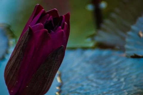 Beautiful Lotus Stock Photos
