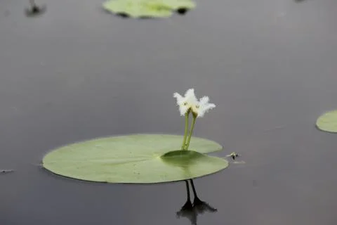 Beautiful Lotus Stock Photos