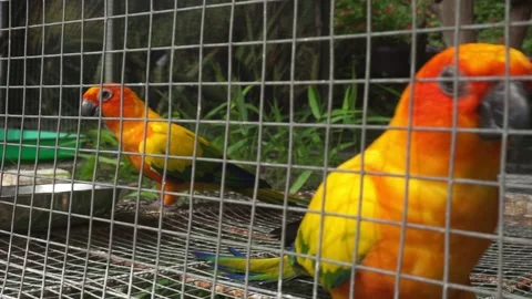 Beautiful Lovebird Perched Inside a Cage Stock Footage 293112805