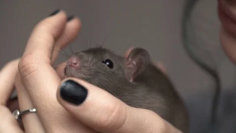 Beautiful lovely girl holds a hand a small home little pet brown mouse close up Stock Footage