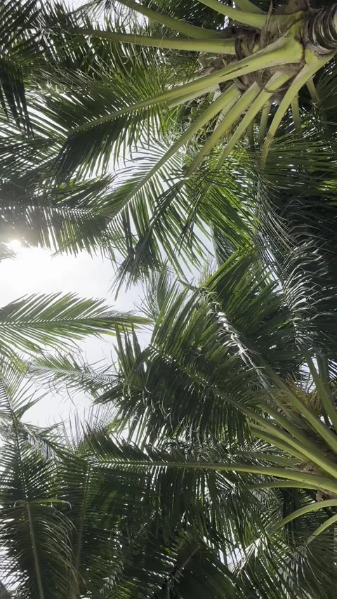 A beautiful low-angle shot of sunlight filtering through lush coconut palm .. Stock Footage 338236997