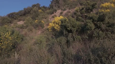 Beautiful low angle view of nature on a sunny day Stock Footage 311113856