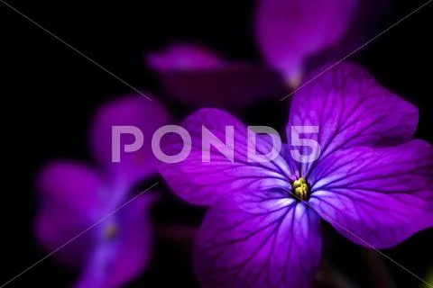 Beautiful low key dramatic image of honesty flower on black background Stock Photos