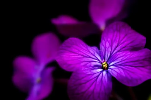Beautiful low key dramatic image of honesty flower on black background Stock Photos
