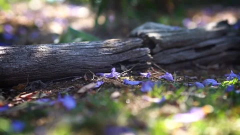 Beautiful Low Shot Angle Of Fallen Tree Around Fallen Purple Flowers Shallo.. Stock Footage 75628231