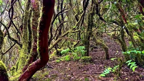 A Beautiful Lush Forest Pathway Surrounded by Twisted Trees and Soft Green Moss Stock Photos