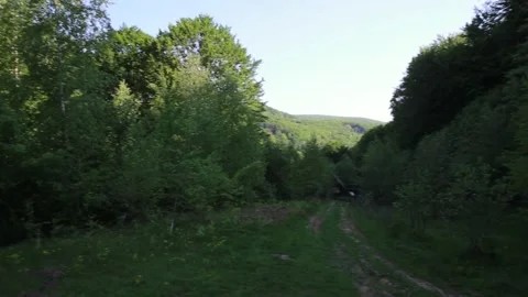 A Beautiful, Lush Green Forest Pathway That Is Surrounded by the Breathtaking Stock Footage 315974332