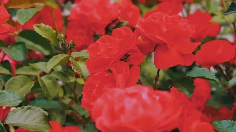 Beautiful lush pink rose in a summer park close view Stock Footage