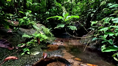 Beautiful lush tropical cascade making for a beautiful nature landscape Stock Footage 336923989
