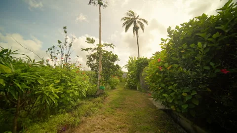 A beautiful Lush Tropical Pathway adorned with an array of Vibrant Flora all Stock Footage 313817580