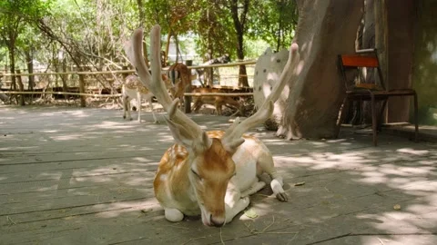 Beautiful lying on the sidewalk Stock Footage 137656523