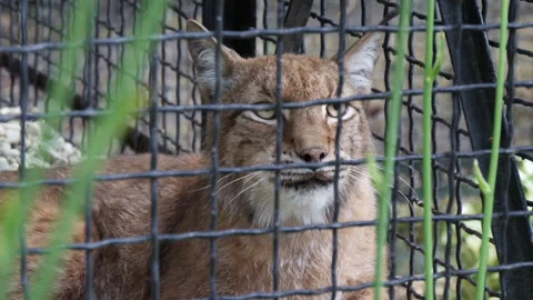 A beautiful lynx cat in captivity behind a cage endangered animal Vídeo Stock 130746880
