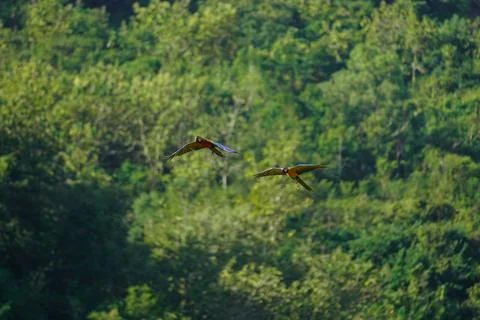 Beautiful macaw bird flying sky in rural area Stock Photos