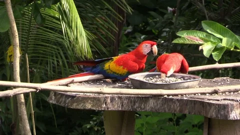 Beautiful macaw parrots on the feeder Stock Footage 81532798