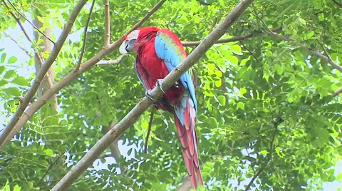 Beautiful Macaw Perched on a Tree Stock Footage 57766141