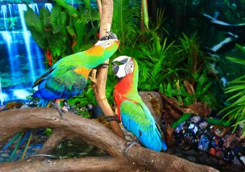 Beautiful macaws 스톡 사진