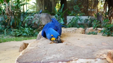 Beautiful macore Parrot bird standing on a stone. Stock Footage 101834534