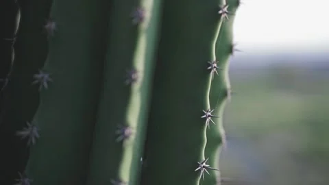 Beautiful macro closeup of cactus spine and thorns in tropical environment Stock Footage 137974841