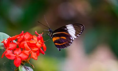 Beautiful macro closeup of a tiger longwing butterfly on a flower, colorful t Stock Photos