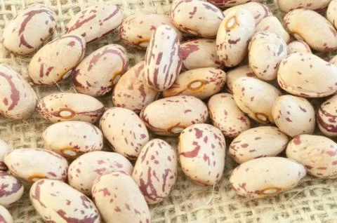 Beautiful macro of colored pinto beans Stock Photos