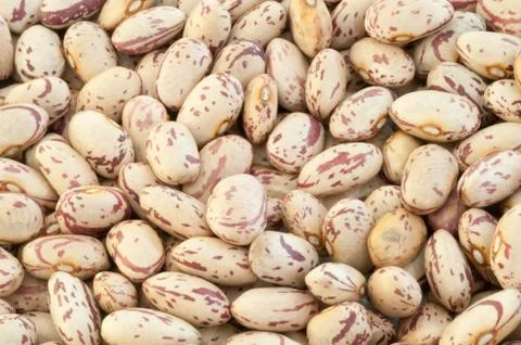 Beautiful macro of colored pinto beans Stock Photos