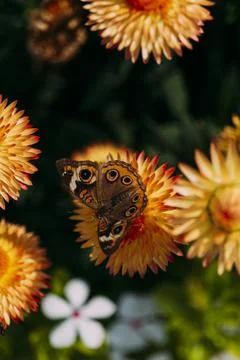 Beautiful macro of Common Buckeye - Junonia coenia collecting nectar from a Stock Photos