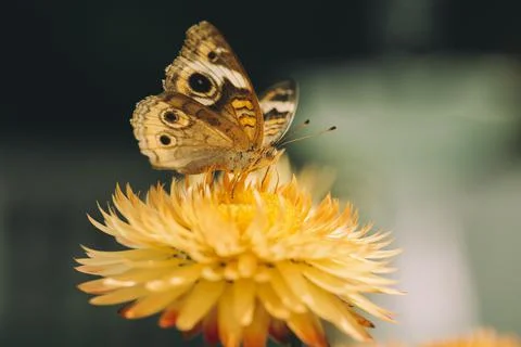 Beautiful macro of Common Buckeye - Junonia coenia collecting nectar from a Stock Photos