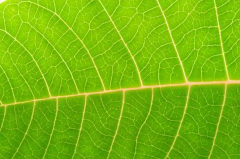 Beautiful macro green background leaf Stock Photos