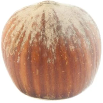 Beautiful macro of  hazelnut isolated in studio Stock Photos