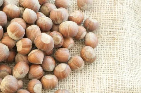 Beautiful macro of  hazelnuts on jute background Stock Photos