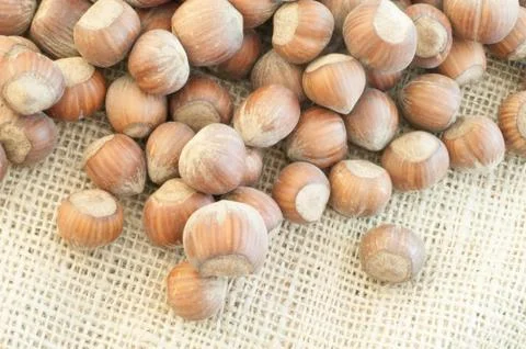 Beautiful macro of  hazelnuts on jute background Stock Photos