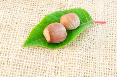 Beautiful macro of  hazelnuts on jute background Stock Photos