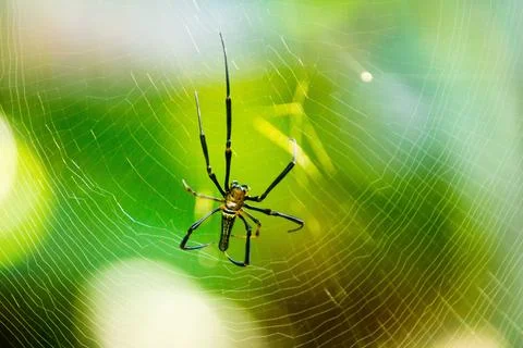 Beautiful macro insect photography with sharp focus 스톡 사진