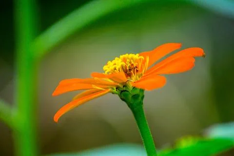 Beautiful macro insect photography with sharp focus 스톡 사진
