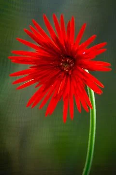 Beautiful macro insect photography with sharp focus Stock Photos