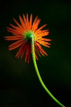 Beautiful macro insect photography with sharp focus Stock Photos