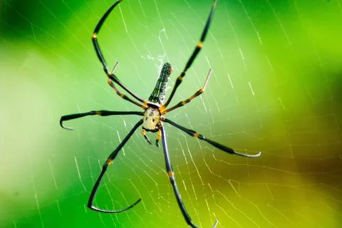 Beautiful macro insect photography with sharp focus Stock Photos