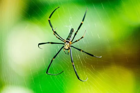 Beautiful macro insect photography with sharp focus Stock Photos