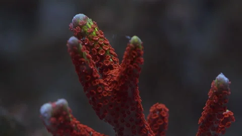 Beautiful Macro Shot of Branching red SPS Monitpora coral of the reef, Forest Fi Stock Footage 219954005