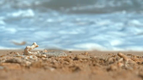 Beautiful Macro Shot of Branching red SPS Monitpora coral of the reef, Forest Fi Stock Footage 294645321