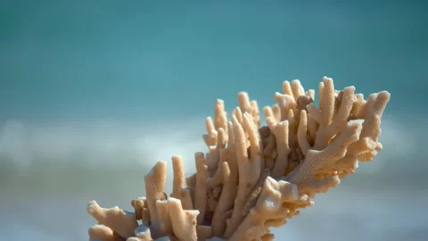 Beautiful Macro Shot of Branching red SPS Monitpora coral of the reef, Forest Fi Stock Footage 294645543