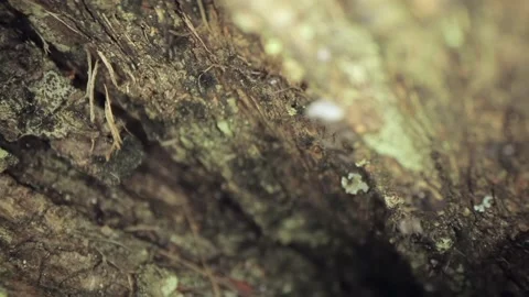 Beautiful macro shot of a bunch of ants moving up a tree Stock Footage 132212257