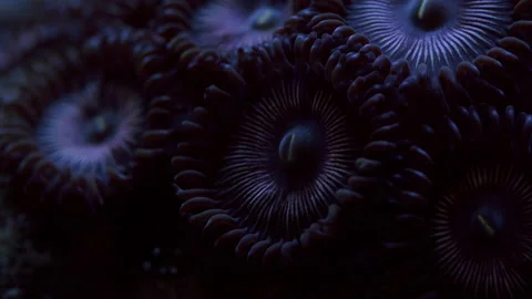 Beautiful Macro Shot of Cats Eye Zoanthid Coral in Reef Stock Footage 219954076