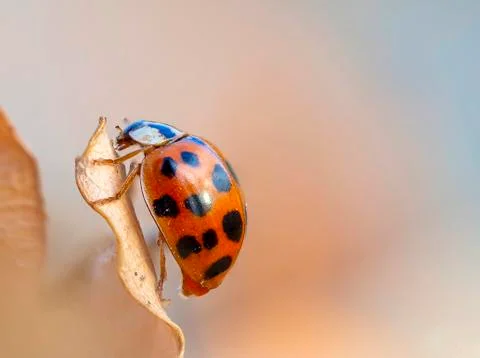 Beautiful macro shot of a lady bug Stock Photos
