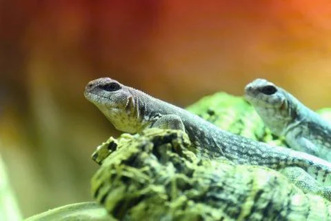 Beautiful macro shot of a small lizard Stock Photos