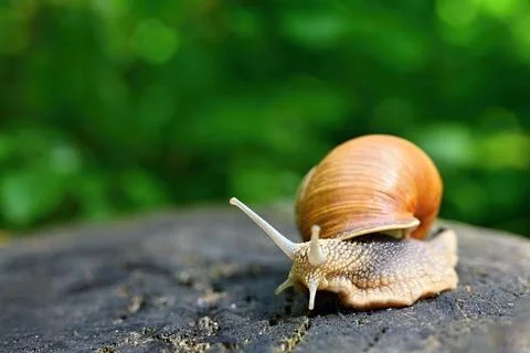 Beautiful macro shot of a snail with a shell Stock-Fotos