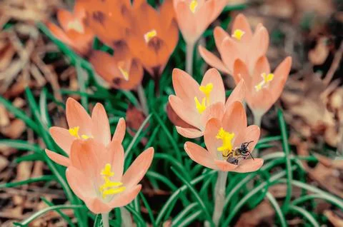 Beautiful macro shot of softly Peach Fuzz spring crocus Crocus vernus bloom.. Stock Photos